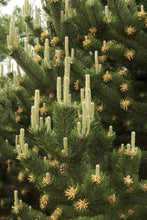 Load image into Gallery viewer, Austrian Pine Trees