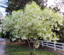 Load image into Gallery viewer, American Fringe Trees