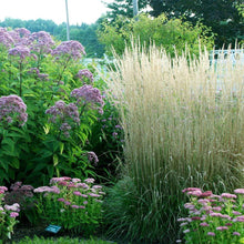 Load image into Gallery viewer, Feather Reed Grass