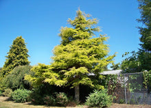 Load image into Gallery viewer, Golden Deodar Cedar Trees