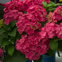 Load image into Gallery viewer, Endless Summer Crush Hydrangea Shrubs