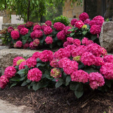 Load image into Gallery viewer, Endless Summer Crush Hydrangea Shrubs