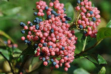 Load image into Gallery viewer, Viburnum Winterthur Shrubs