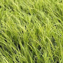 Load image into Gallery viewer, Acorus Ogon Plants