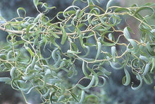Load image into Gallery viewer, Corkscrew Willow Trees