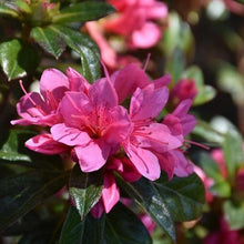 Load image into Gallery viewer, Autumn Cheer Encore Azalea Shrubs