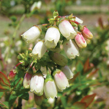 Load image into Gallery viewer, Blueberry Glaze Blueberry Bushes