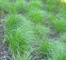 Load image into Gallery viewer, Carex Penslyvanica Plants