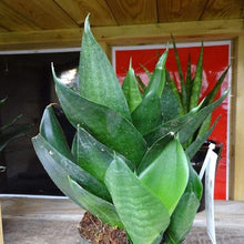 Load image into Gallery viewer, Black Dragon Snake Plants