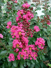Load image into Gallery viewer, Crape Myrtle Pink Velour Trees