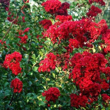 Load image into Gallery viewer, Dynamite Crape Myrtle Trees