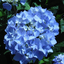 Load image into Gallery viewer, Endless Summer Hydrangea Shrubs