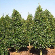 Load image into Gallery viewer, Foster Holly Tree
