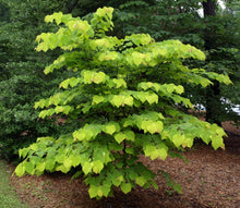 Load image into Gallery viewer, Hearts of Gold Redbud Tree