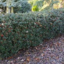 Load image into Gallery viewer, Holly Blue Maid Shrubs