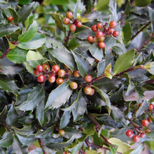 Load image into Gallery viewer, Holly Blue Maid Shrubs