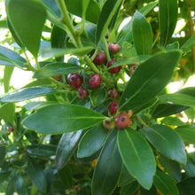 Load image into Gallery viewer, Holly Inkberry Compacta Shrubs