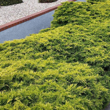 Load image into Gallery viewer, Gold Coast Juniper Shrubs