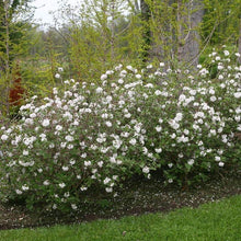 Load image into Gallery viewer, Korean Spice Viburnum Shrubs