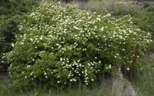 Load image into Gallery viewer, Red Twig Dogwood Shrubs
