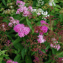 Load image into Gallery viewer, Shirobana Spirea Shrubs