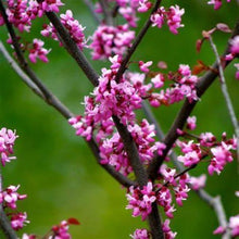 Load image into Gallery viewer, Forest Pansy Redbud Tree
