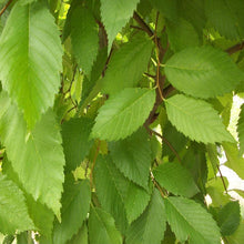 Load image into Gallery viewer, Valley Forge Elm Trees