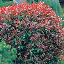Load image into Gallery viewer, Red Tip Photinia Shrubs for Sale