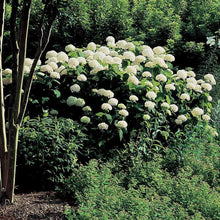Load image into Gallery viewer, Annabelle Hydrangea Shrubs
