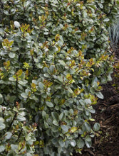 Load image into Gallery viewer, Scallywag Holly Shrubs
