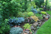 Load image into Gallery viewer, Globe Blue Spruce Shrubs
