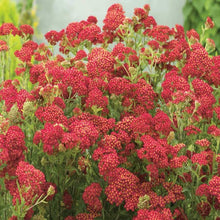 Load image into Gallery viewer, Achillea Paprika
