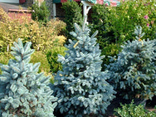 Load image into Gallery viewer, Baby Blue Spruce Trees
