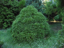 Load image into Gallery viewer, Cryptomeria globosa Shrubs
