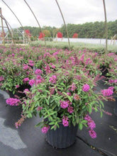 Load image into Gallery viewer, Petite Tutti Frutti Butterfly Bush
