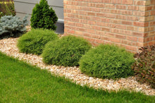 Load image into Gallery viewer, Mr. Bowling Ball Arborvitae Shrubs
