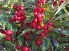 Load image into Gallery viewer, Red Sprite Winterberry Holly Shrubs
