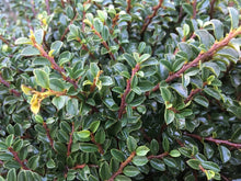 Load image into Gallery viewer, Cotoneaster Tom Thumb Shrubs
