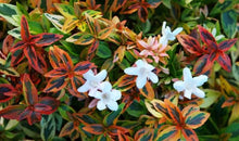 Load image into Gallery viewer, Kaleidoscope Abelia Shrubs
