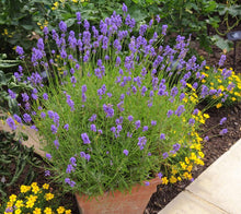 Load image into Gallery viewer, Phenomenal Lavender for Sale
