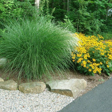 Load image into Gallery viewer, MISCANTHUS
