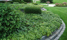 Load image into Gallery viewer, Pachysandra for Sale
