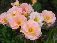 Load image into Gallery viewer, Peach Drift Rose Bushes
