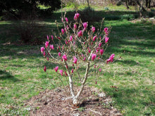 Load image into Gallery viewer, Magnolia Betty Trees
