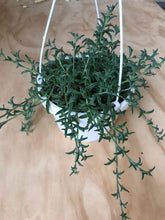 Load image into Gallery viewer, String of Dolphins Plants
