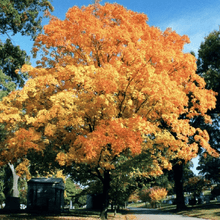 Load image into Gallery viewer, Valley Forge Elm Trees
