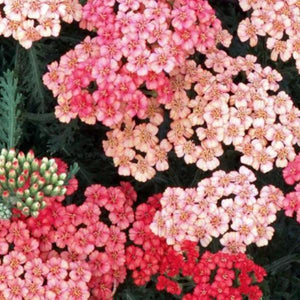 Achillea Apricot Delight