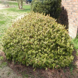 Abelia Twist of Orange Shrubs