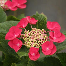 Load image into Gallery viewer, Cherry Explosion Hydrangea Shrubs
