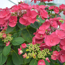 Load image into Gallery viewer, Cherry Explosion Hydrangea Shrubs
